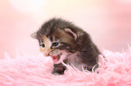 Norwegian Forest Cat Kitten
