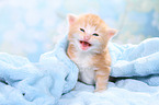 Norwegian Forest Cat Kitten