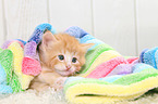 Norwegian Forest Cat Kitten