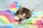 Norwegian Forest Cat Kitten