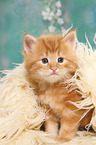 Norwegian Forest Cat Kitten