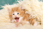 Norwegian Forest Cat Kitten