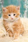 Norwegian Forest Cat Kitten