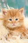 Norwegian Forest Cat Kitten