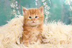 Norwegian Forest Cat Kitten