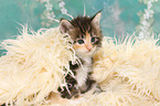 Norwegian Forest Cat Kitten