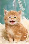 Norwegian Forest Cat Kitten