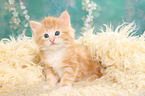 Norwegian Forest Cat Kitten