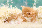 Norwegian Forest Cat Kitten