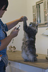 Norwegian Forest Cat