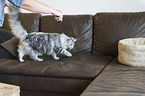Norwegian Forest Cat