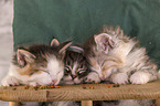 Norwegian Forest Cat Kitten