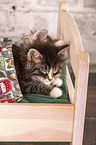 Norwegian Forest Cat Kitten