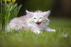 Norwegian Forest Kitten