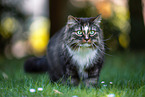 Norwegian Forest Cat on the meadow