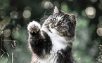 playing Norwegian Forest Cat