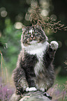 sitting Norwegian Forest Cat