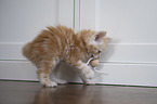 playing Norwegian Forest Kitten