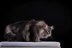 Norwegian Forest Cat