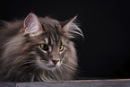 Norwegian Forest Cat