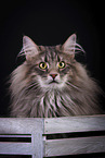 Norwegian Forest Cat