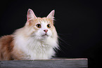 Norwegian Forest Cat