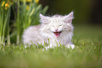 Norwegian Forest kitten