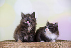 Norwegian Forest kittens