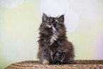 Norwegian Forest kitten