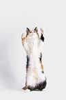 Norwegian Forest Cat in front of white background