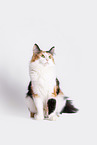 Norwegian Forest Cat in front of white background