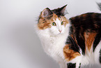 Norwegian Forest Cat in front of white background