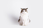 Norwegian Forest Cat in front of white background