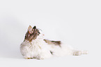 Norwegian Forest Cat in front of white background