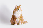 Norwegian Forest Cat in front of white background
