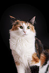 Norwegian Forest Cat in front of white background