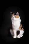 Norwegian Forest Cat in front of white background