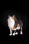 Norwegian Forest Cat in front of white background