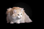 Norwegian Forest Cat in front of white background