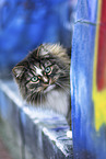 Norwegian Forest Cat