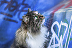 Norwegian Forest Cat