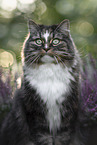 Norwegian Forest Cat
