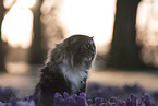 Norwegian Forest Cat