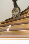 adult Norwegian Forest Cat