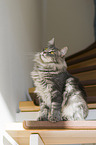 adult Norwegian Forest Cat