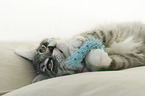 Norwegian Forest Cat Kitten