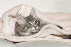 Norwegian Forest Cat Kitten