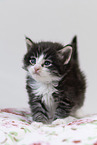 Norwegian Forest Cat Kitten