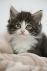 Norwegian Forest Cat Kitten
