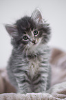 Norwegian Forest Cat Kitten